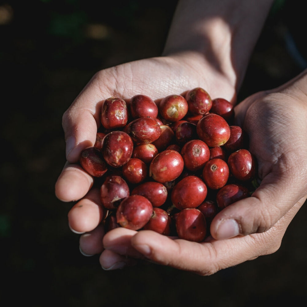 two hands cupped together holding raw coffee beans