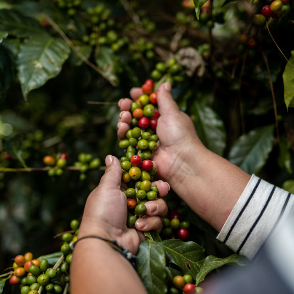 woman picking raw coffee at a farm