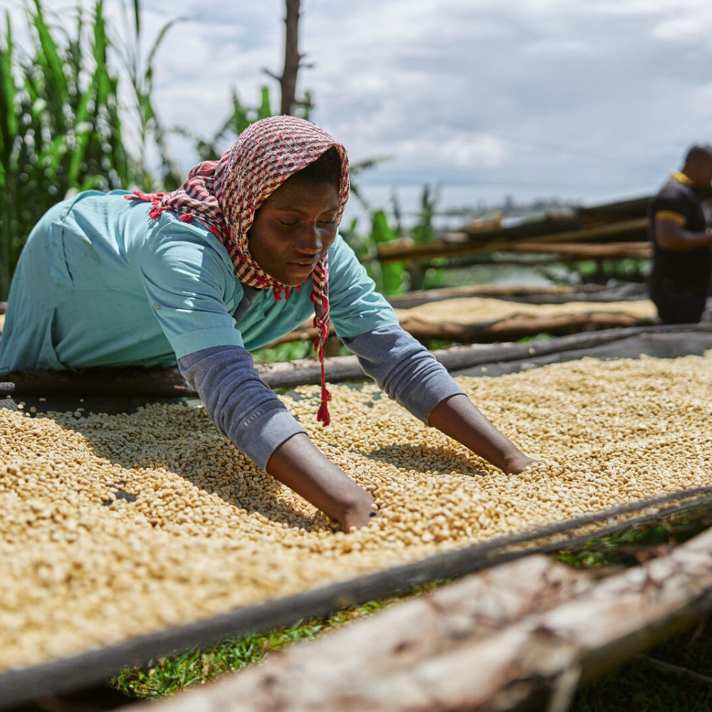 a origin farmer sorting and cleaning dried coffee beans