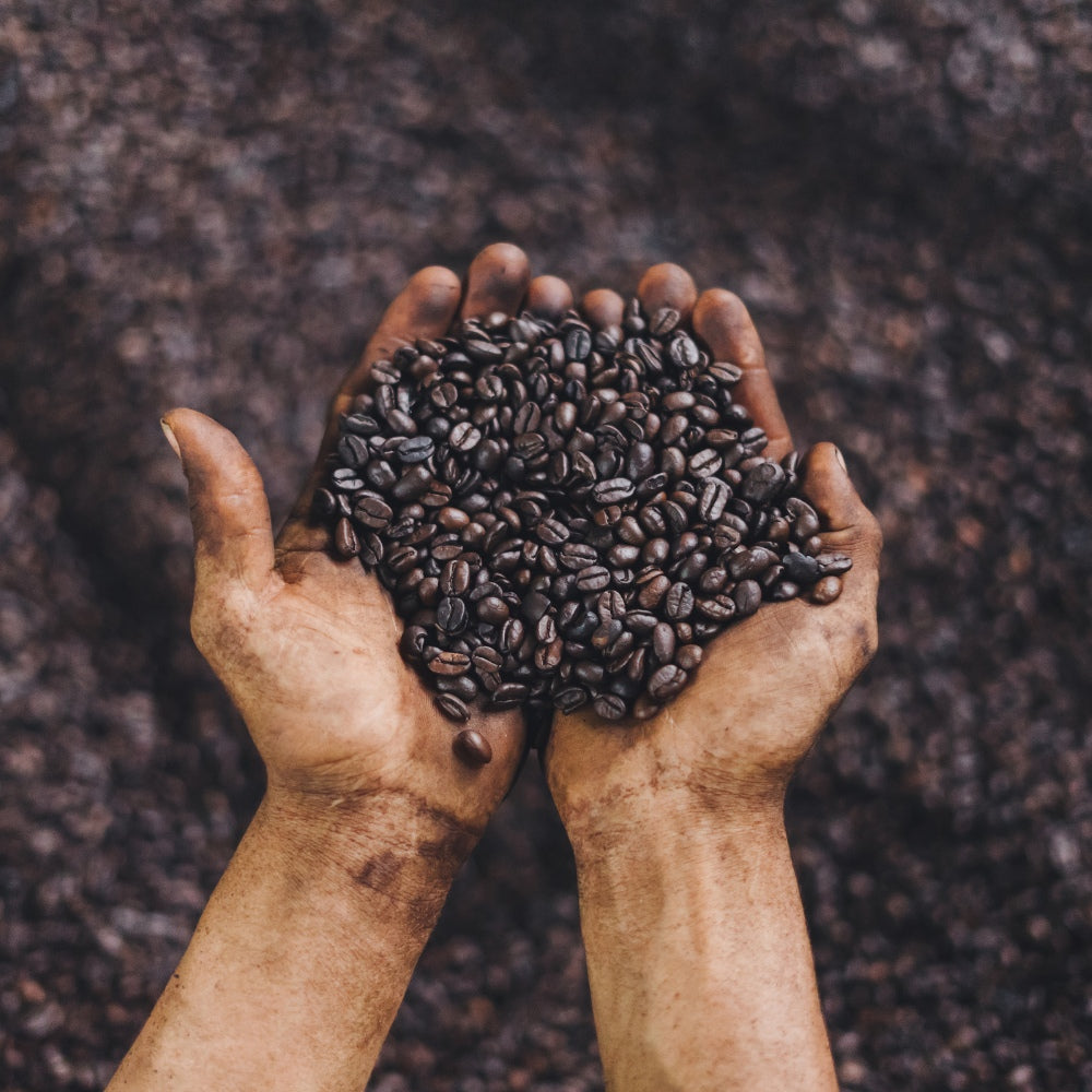 a image of two hands cupping roasted coffee beans