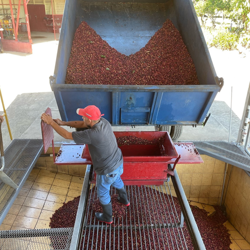 Mexico Organic Chiapas
