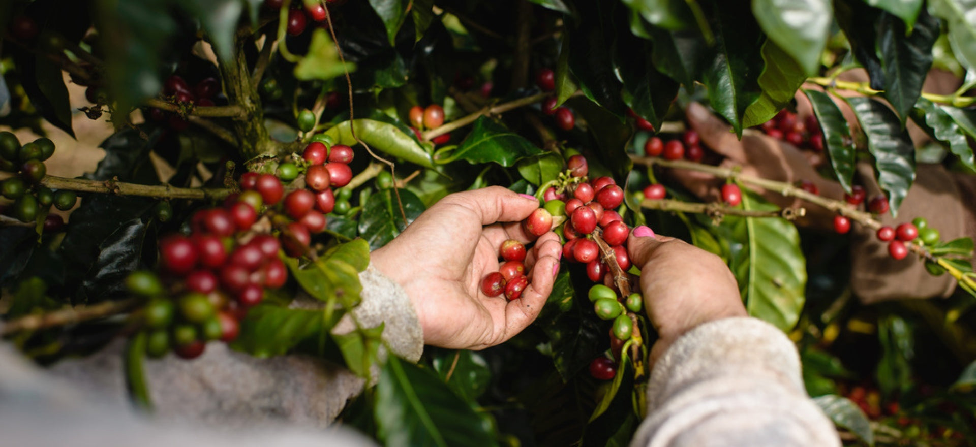 farmer-picking-coffee-raw