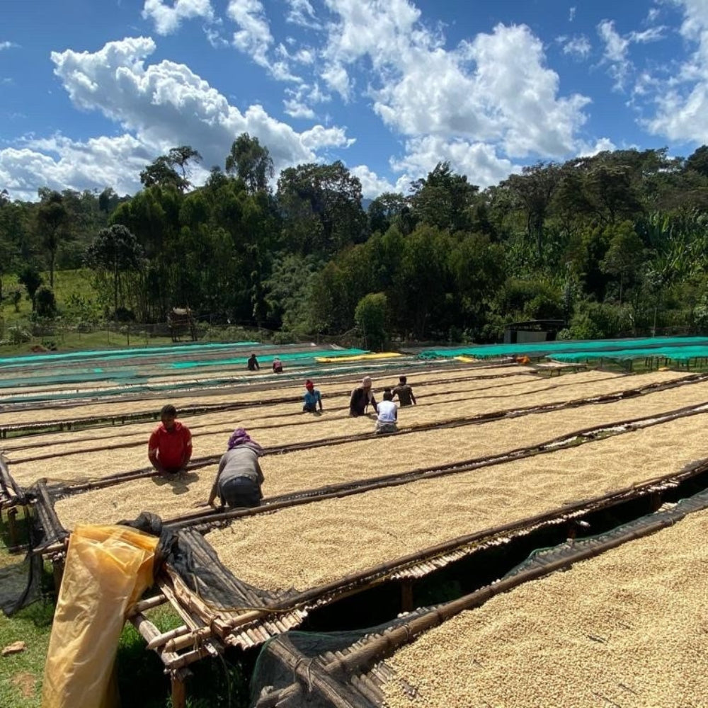 farmers sorting and cleaning coffee beans