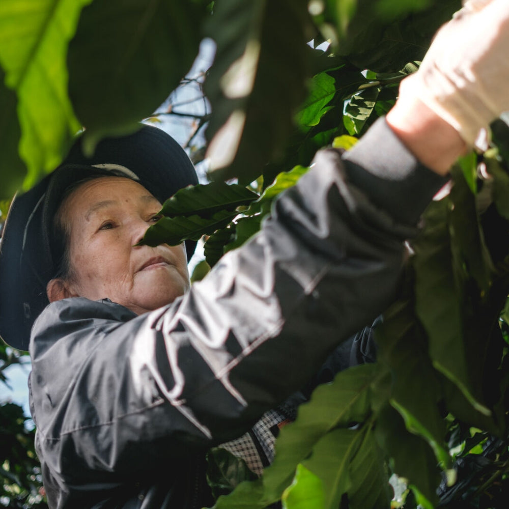 woman picking coffee beans in a field