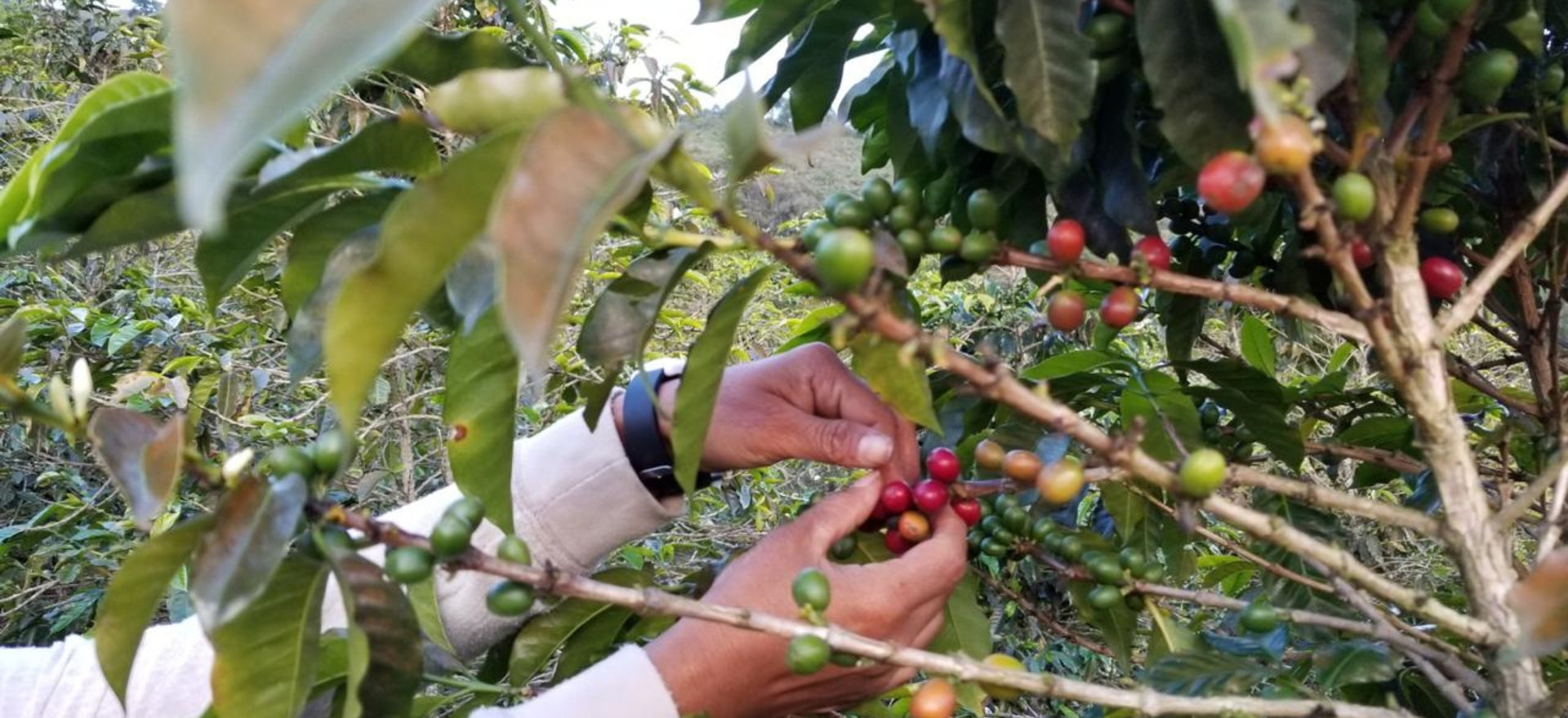 coffee farmer picking raw coffee fruit